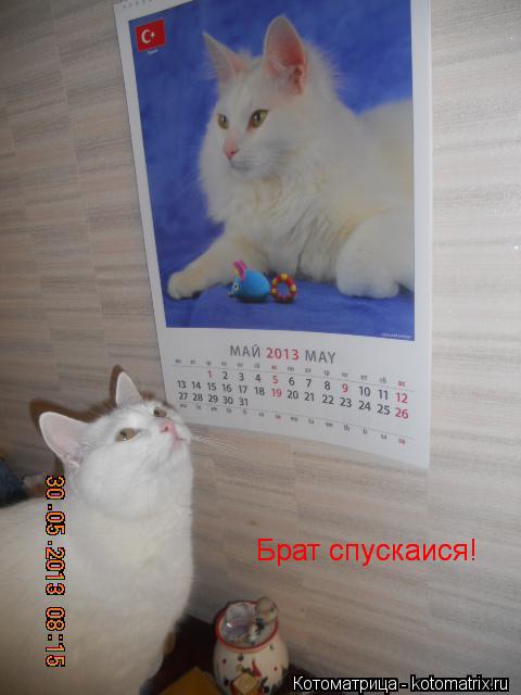 Брат спускаися Брат спускаися!... Котоматрица: Брат спускаися Брат спускаися!