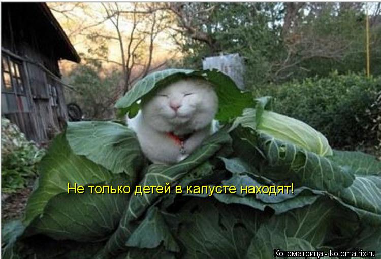 Котоматрица: Не только детей в капусте находят!