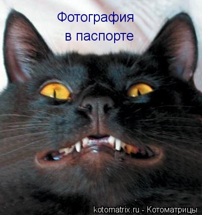 Фотография в паспорте... Котоматрица: Фотография в паспорте