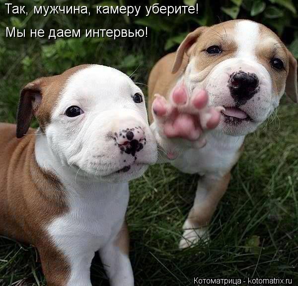 Так, мужчина, камеру уберите! Мы не даем интервью!... Котоматрица: Так, мужчина, камеру уберите! Мы не даем интервью!