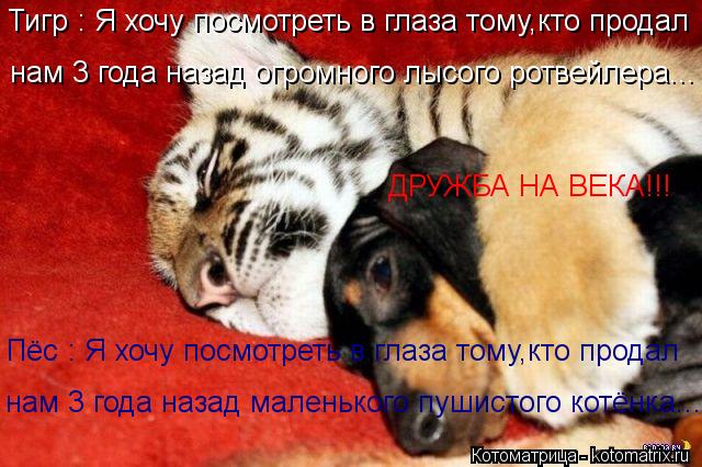 Пёс : Я хочу посмотреть в глаза тому,кто продал нам 3 года назад маленького пушистого котёнка... Тигр... Котоматрица: Пёс : Я хочу посмотреть в глаза тому,кто продал нам 3 года назад маленького пушистого котёнка... Тигр : Я хочу посмотреть в глаза тому,кто прод