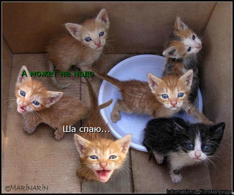 Ша спаю... А может не надо... Котоматрица: Ша спаю... А может не надо