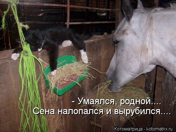 - Умаялся, родной.... Сена налопался и вырубился....... Котоматрица: - Умаялся, родной.... Сена налопался и вырубился....