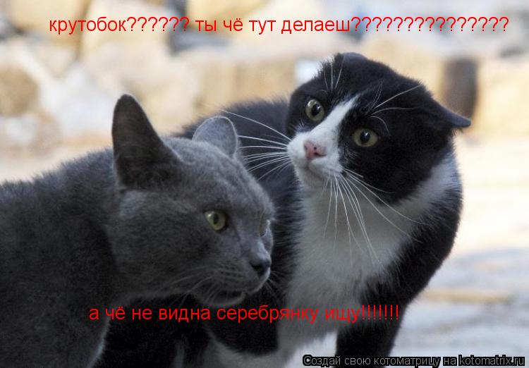 крутобок?????? ты чё тут делаеш??????????????? а чё не видна серебрянку ищу!!!!!!!... Котоматрица: крутобок?????? ты чё тут делаеш??????????????? а чё не видна серебрянку ищу!!!!!!!