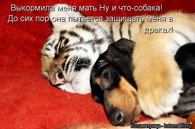 Выкормила меня мать.Ну и что-собака! До сих пор она пытается защищать меня в драках!... Котоматрица: Выкормила меня мать.Ну и что-собака! До сих пор она пытается защищать меня в драках!