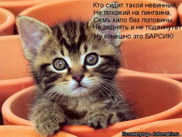 Котоматрица: Кто сидит такой невинный,   Не похожий на пингвина, Семь кило без половины, Не поднять и не подвинуть? Ну конешно это БАРСИК!