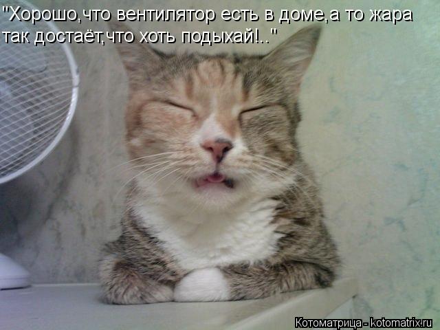 "Хорошо,что вентилятор есть в доме,а то жара так достаёт,что хоть подыхай!.."... Котоматрица: "Хорошо,что вентилятор есть в доме,а то жара так достаёт,что хоть подыхай!.."