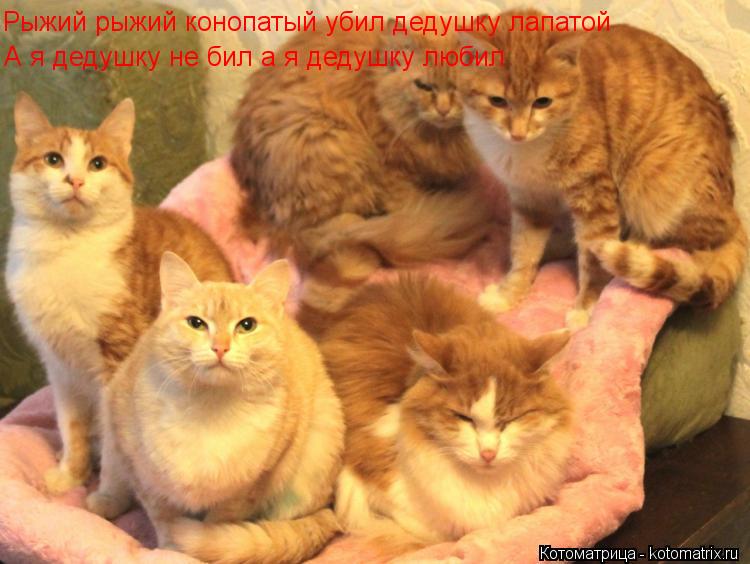 Рыжий рыжий конопатый убил дедушку лапатой А я дедушку не бил а я дедушку любил... Котоматрица: Рыжий рыжий конопатый убил дедушку лапатой А я дедушку не бил а я дедушку любил