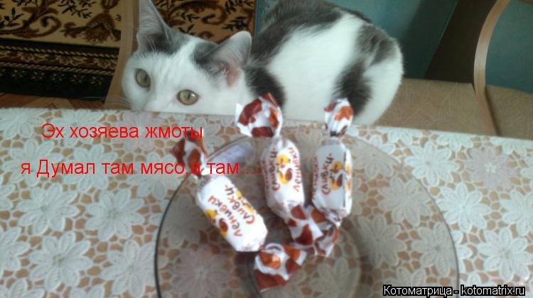 Эх хозяева жмоты я Думал там мясо,а там ...... Котоматрица: Эх хозяева жмоты я Думал там мясо,а там ...