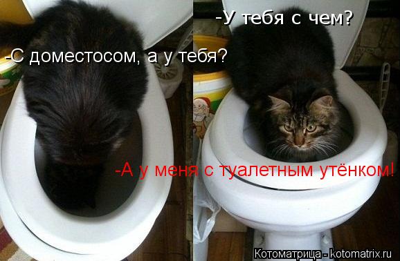 Котоматрица: -У тебя с чем? -С доместосом, а у тебя? -А у меня с туалетным утёнком!
