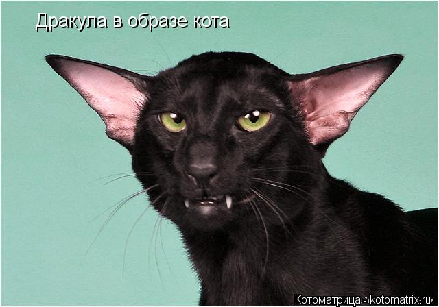 Дракула в образе кота... Котоматрица: Дракула в образе кота