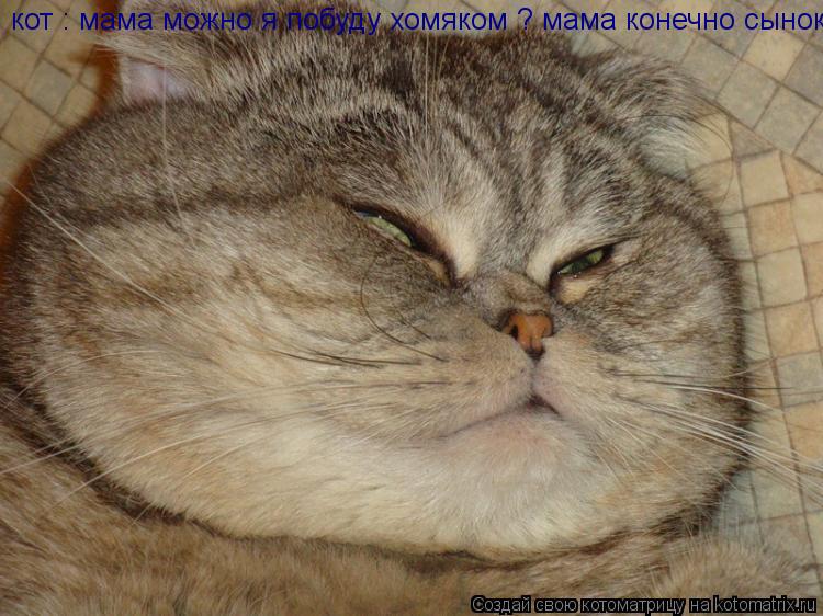 кот : мама можно я побуду хомяком ? мама конечно сынок!... Котоматрица: кот : мама можно я побуду хомяком ? мама конечно сынок!