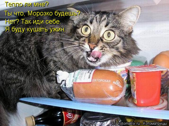 Тепло ли мне? Ты что, Морозко будешь? Нет? Так иди себе. Я буду кушать ужин.... Котоматрица: Тепло ли мне? Ты что, Морозко будешь? Нет? Так иди себе. Я буду кушать ужин.