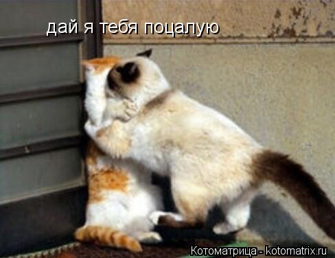 дай я тебя поцалую... Котоматрица: дай я тебя поцалую