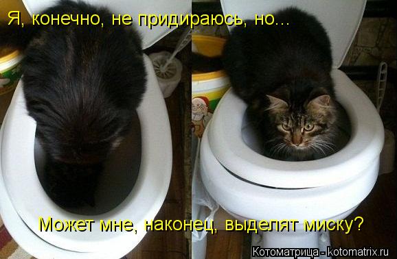 Я, конечно, не придираюсь, но... Может мне, наконец, выделят миску?... Котоматрица: Я, конечно, не придираюсь, но... Может мне, наконец, выделят миску?