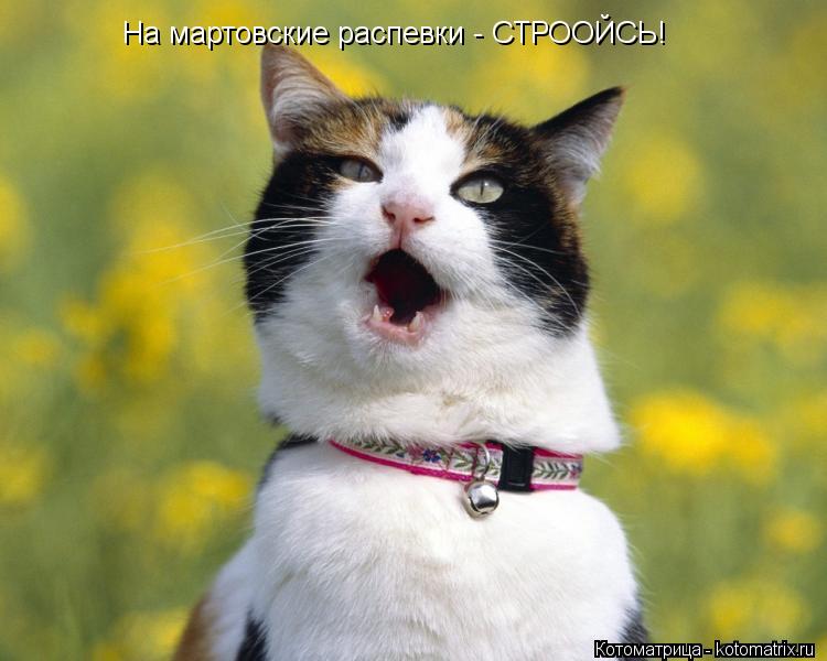 На мартовские распевки - СТРООЙСЬ!... Котоматрица: На мартовские распевки - СТРООЙСЬ!