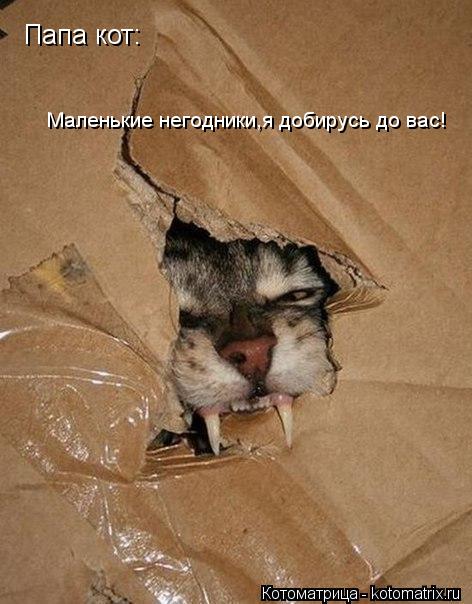 Папа кот: Маленькие негодники,я добирусь до вас!... Котоматрица: Папа кот: Маленькие негодники,я добирусь до вас!