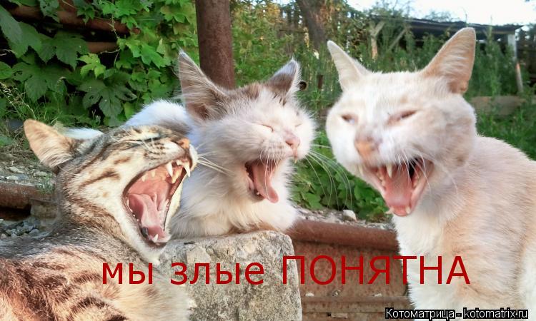 мы злые ПОНЯТНА... Котоматрица: мы злые ПОНЯТНА