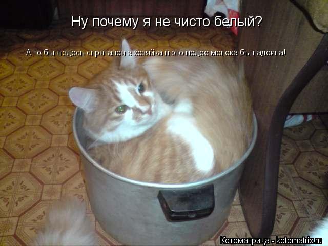 Ну почему я не чисто белый? А то бы я здесь спрятался а хозяйка в это ведро молока бы надоила!... Котоматрица: Ну почему я не чисто белый? А то бы я здесь спрятался а хозяйка в это ведро молока бы надоила!