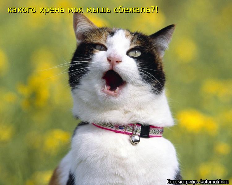 какого хрена моя мышь сбежала?!... Котоматрица: какого хрена моя мышь сбежала?!