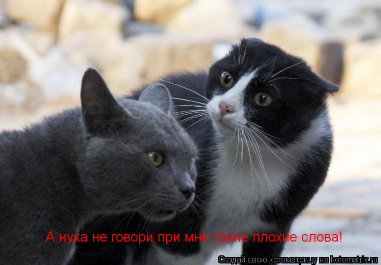 А нука не говори при мне такие плохие слова!... Котоматрица: А нука не говори при мне такие плохие слова!