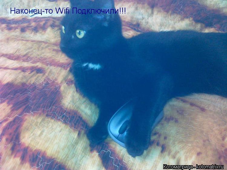 Наконец-то Wifi Подключили!!!... Котоматрица: Наконец-то Wifi Подключили!!!