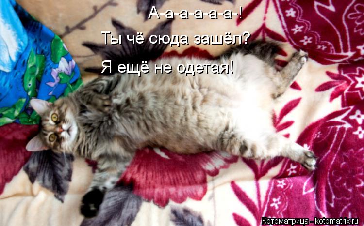 А-а-а-а-а-а-! Ты чё сюда зашёл? Я ещё не одетая!... Котоматрица: А-а-а-а-а-а-! Ты чё сюда зашёл? Я ещё не одетая!