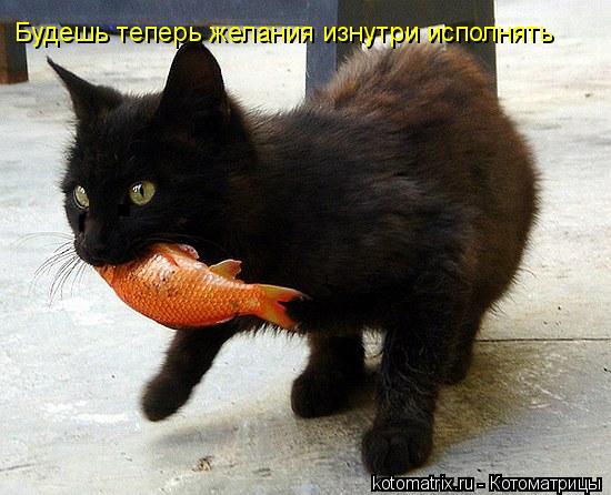Будешь теперь желания изнутри исполнять... Котоматрица: Будешь теперь желания изнутри исполнять