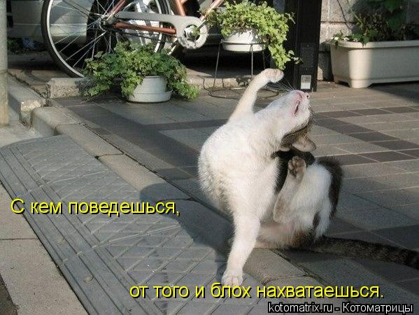 С кем поведешься, от того и блох нахватаешься.... Котоматрица: С кем поведешься, от того и блох нахватаешься.