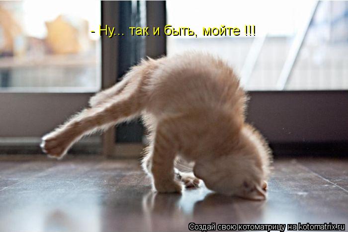 - Ну... так и быть, мойте !!!... Котоматрица: - Ну... так и быть, мойте !!!