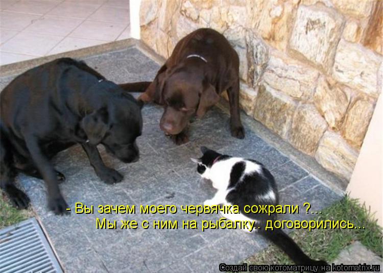 - Вы зачем моего червячка сожрали ?... Мы же с ним на рыбалку.. договорились...... Котоматрица: - Вы зачем моего червячка сожрали ?... Мы же с ним на рыбалку.. договорились...