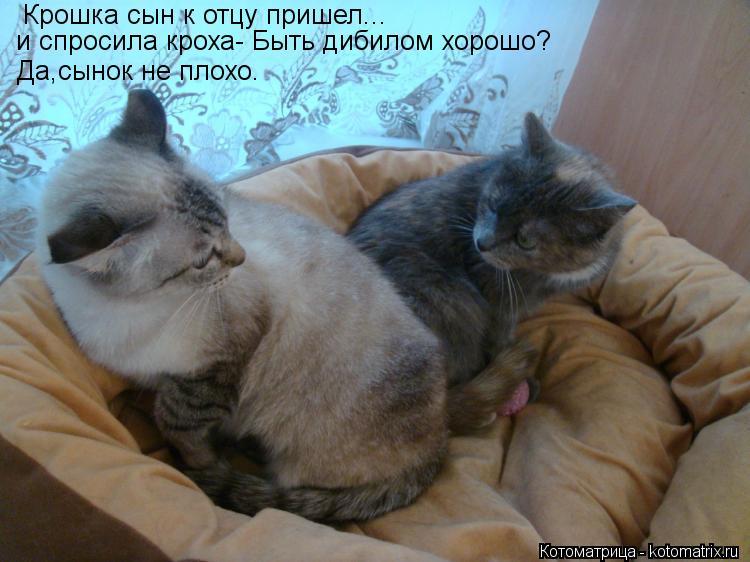 Котоматрица: Крошка сын к отцу пришел... и спросила кроха- Быть дибилом хорошо? Да,сынок не плохо.