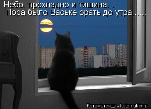 Котоматрица: Небо, прохладно и тишина...  Пора было Ваське орать до утра......