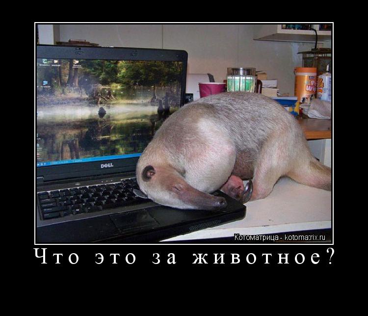 Что это за животное? ... Котоматрица: Что это за животное?