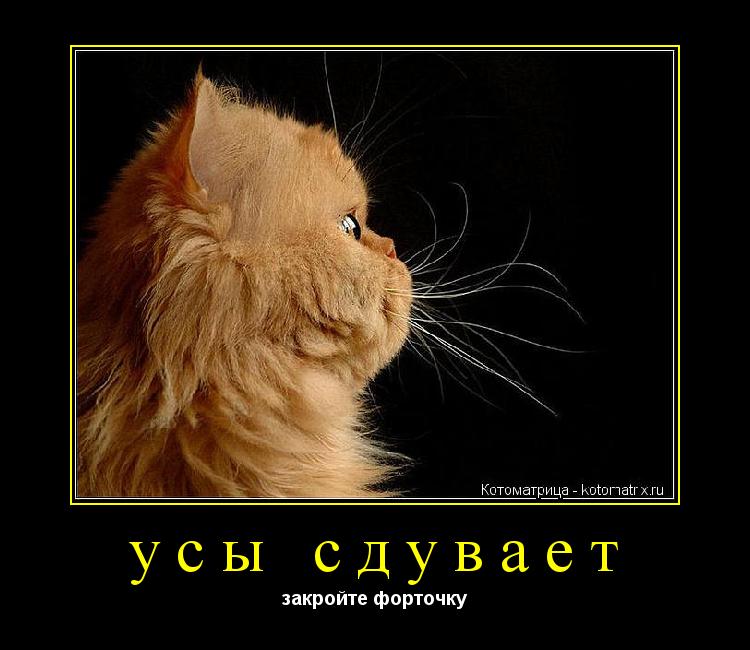 усы сдувает закройте форточку... Котоматрица: усы сдувает закройте форточку