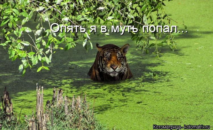 Опять я в муть попал...... Котоматрица: Опять я в муть попал...