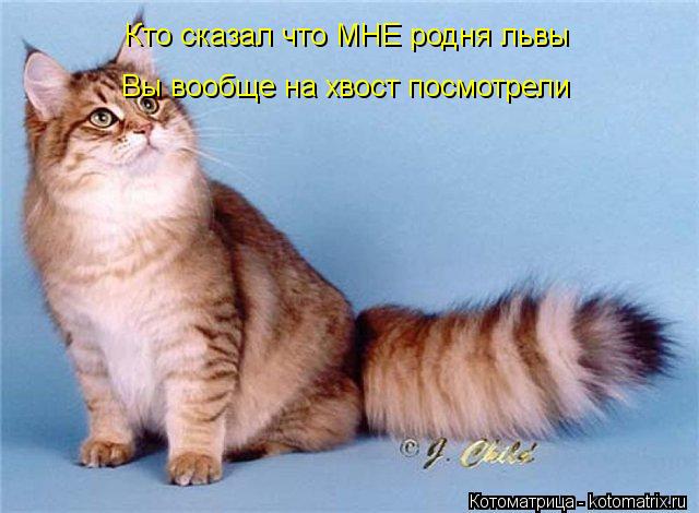 Кто сказал что МНЕ родня львы Вы вообще на хвост посмотрели... Котоматрица: Кто сказал что МНЕ родня львы Вы вообще на хвост посмотрели