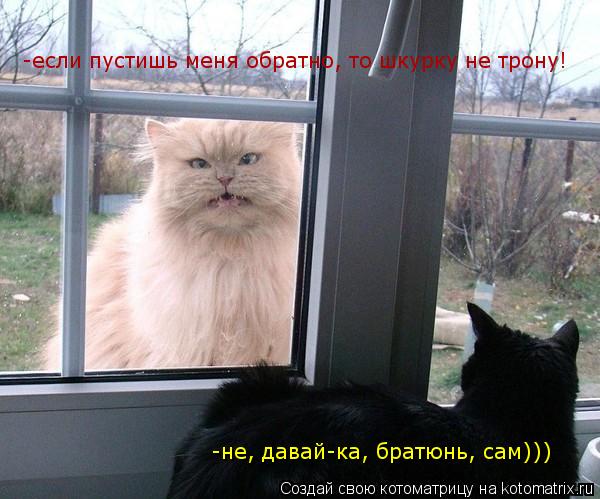 -если пустишь меня обратно, то шкурку не трону! -не, давай-ка, братюнь, сам)))... Котоматрица: -если пустишь меня обратно, то шкурку не трону! -не, давай-ка, братюнь, сам)))