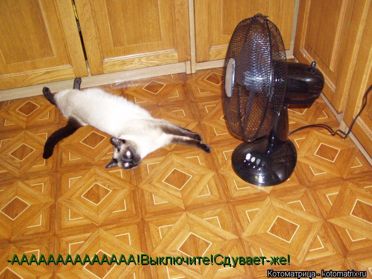-АААААААААААААА!Выключите!Сдувает-же!... Котоматрица: -АААААААААААААА!Выключите!Сдувает-же!