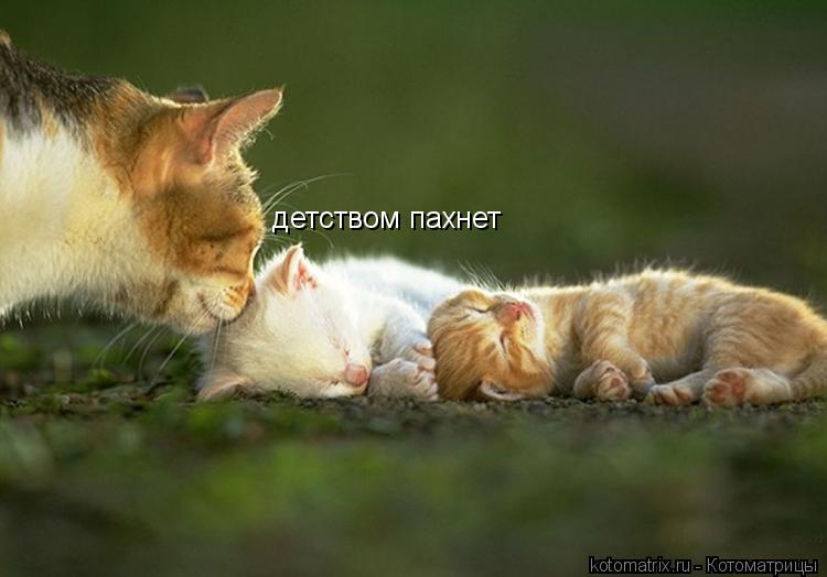 детством пахнет... Котоматрица: детством пахнет