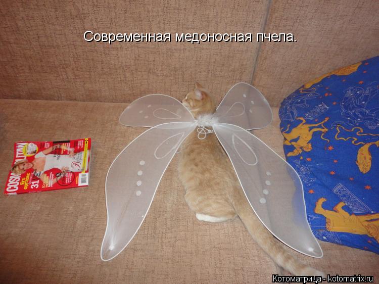 Современная медоносная пчела.... Котоматрица: Современная медоносная пчела.