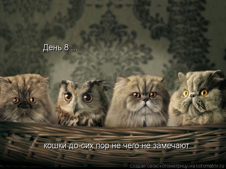 День 8 ... кошки до-сих пор не чего не замечают... Котоматрица: День 8 ... кошки до-сих пор не чего не замечают