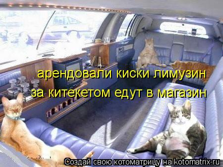 арендовали киски лимузин за китекетом едут в магазин... Котоматрица: арендовали киски лимузин за китекетом едут в магазин