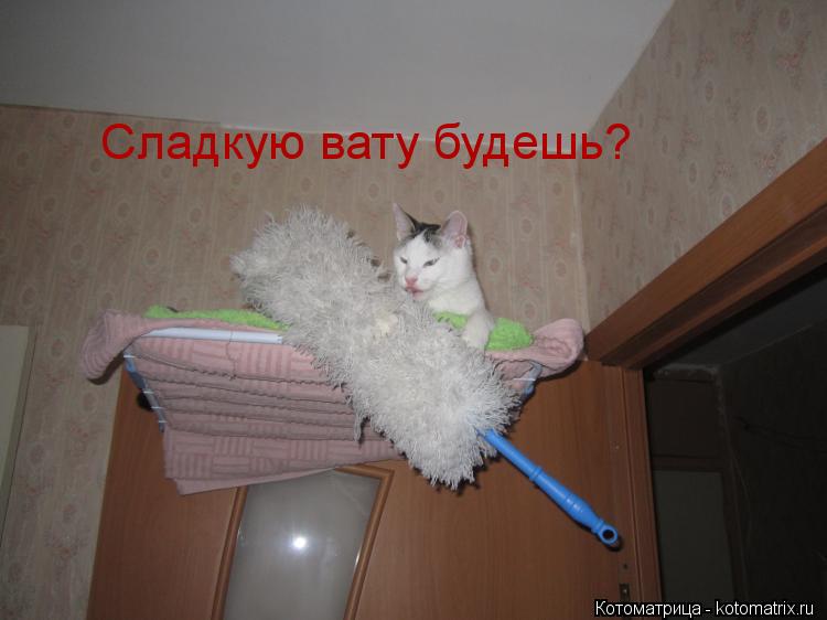 Сладкую вату будешь?... Котоматрица: Сладкую вату будешь?