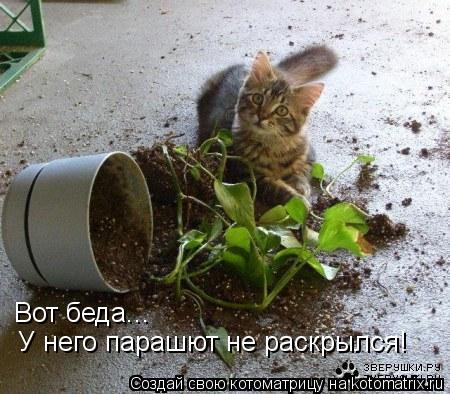 Вот беда... У него парашют не раскрылся!... Котоматрица: Вот беда... У него парашют не раскрылся!