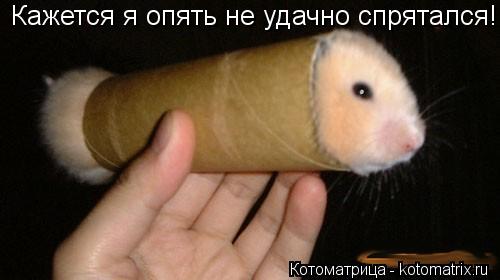 Котоматрица: Кажется я опять не удачно спрятался!!
