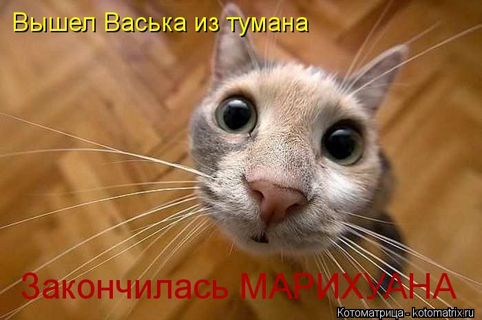 Вышел Васька из тумана Закончилась МАРИХУАНА... Котоматрица: Вышел Васька из тумана Закончилась МАРИХУАНА