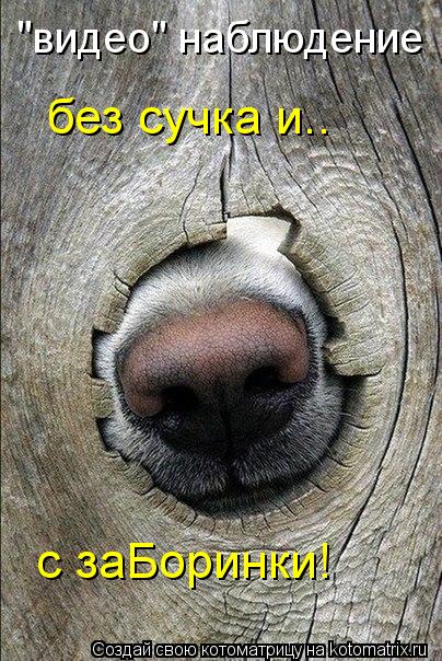 "видео" наблюдение без сучка и.. с заБоринки!... Котоматрица: "видео" наблюдение без сучка и.. с заБоринки!