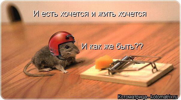 И есть хочется и жить хочется И как же быть??... Котоматрица: И есть хочется и жить хочется И как же быть??