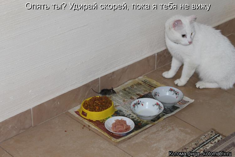 Опять ты? Удирай скорей, пока я тебя не вижу... Котоматрица: Опять ты? Удирай скорей, пока я тебя не вижу